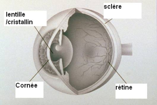 Coupe d'un oeil humain