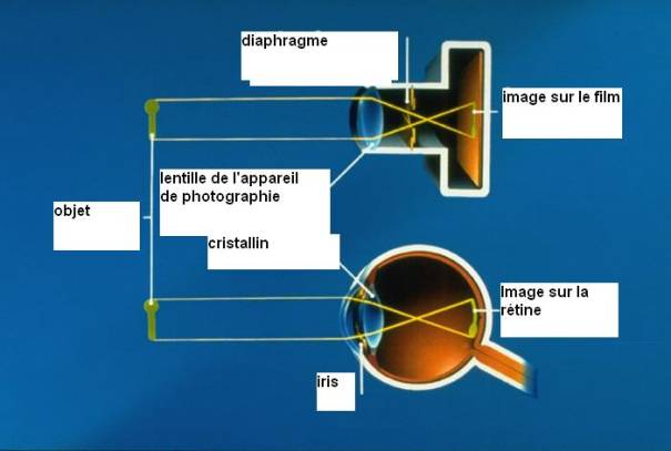 Coupe d'un appareil photo